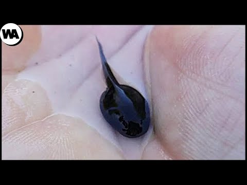 Видео: Почему Лягушка Сперва Рождается Рыбой?