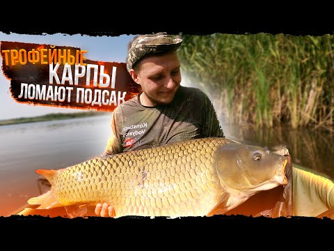 Видео: Ловля карпа на Флэт Фидер. Карпфишинг. ТРОФЕЙНАЯ РЫБАЛКА !