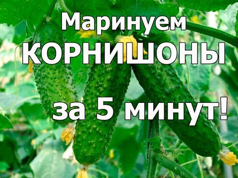 Видео: Как мариновать ОГУРЦЫ КОРНИШОНЫ ВКУСНО. ХРУСТЯЩИЕ ОГУРЦЫ. Быстрый рецепт огурцы в микроволновке