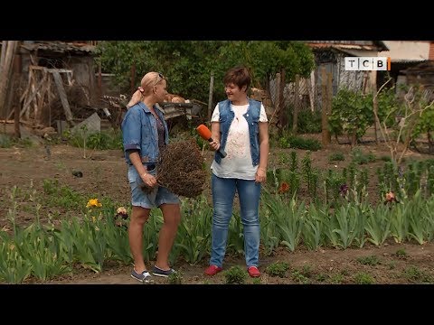 Видео: Хризантема мультифлора весенняя посадка. 6 соток 14.05.2018