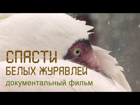 Видео: Стерхи. Белые журавли. Окский заповедник. Ямал. Nature of Russia.