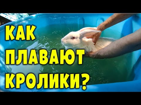 Видео: Как плавают кролики? Важные нюансы!