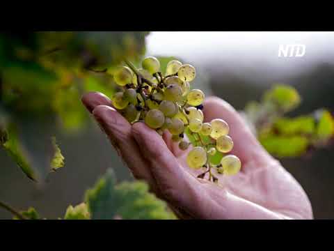 Видео: Учёные: растения «кричат» от боли и жажды