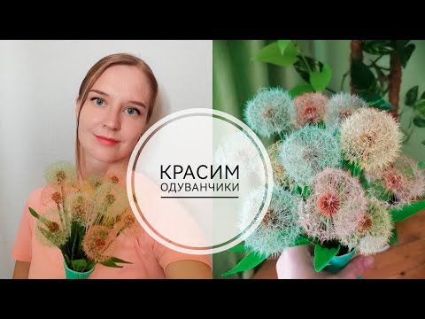 Видео: Как сделать разноцветные одуванчики. Как покрасить одуванчики