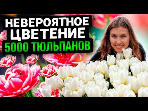 Видео: ЦВЕТЕНИЕ 5000 ТЫСЯЧ ТЮЛЬПАНОВ НА ДАЧНОМ УЧАСТКЕ КАК В ГОЛЛАНДИИ