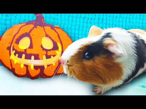 Видео: СЛАДОСТЬ ИЛИ ГАДОСТЬ Челлендж c питомцами на Halloween | Свинка Бузя