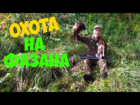 Видео: охота на фазана с воздушки . приготовил фазана в лесу на углях.