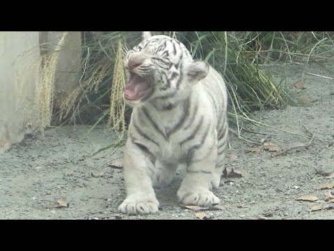 Видео: Слишком шумно? Нежные жалобные звуки Сигуре вызвали неожиданную реакцию мамы 🤣👶