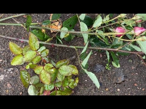 Видео: РОЗЫ🌹. РАК🤪. КАЛЛЮС🥰… ЧЕРЕНКИ РОЗ😅…