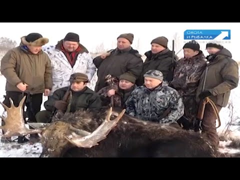 Видео: ПОВАЛИЛИ ОГРОМНОГО ЛОСЯ! Охота с Леонидом Костюковым