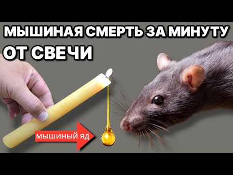 Видео: ВОЗИМИ СВЕЧУ и избавься от всех мышей в доме