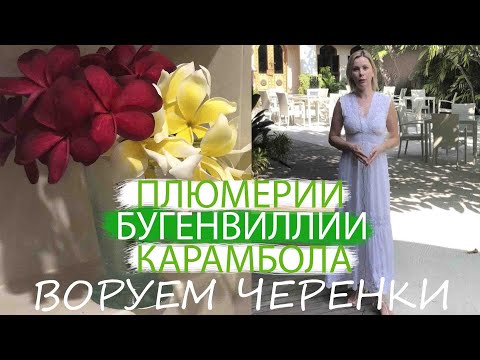 Видео: ПЛЮМЕРИИ | БУГЕНВИЛЛИИ | КАРАМБОЛА