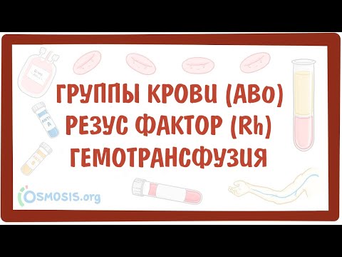 Видео: [физиология] — Группы крови (AB0), Резус фактор (Rh) и переливания крови