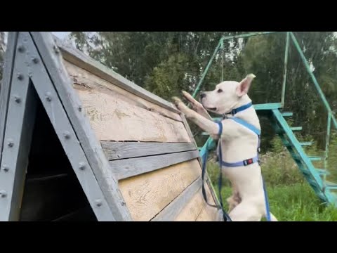 Видео: Одно утро из жизни питбуля Ричарда.