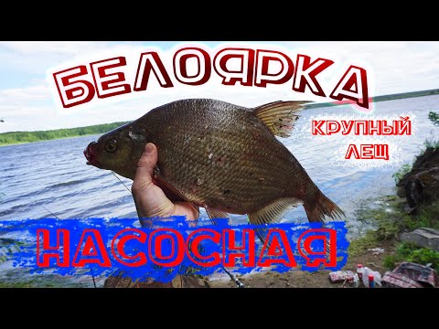 Видео: КРУПНЫЙ ЛЕЩ | Белоярское водохранилище НАСОСНАЯ