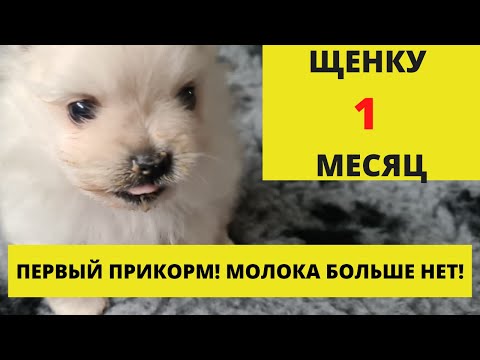 Видео: Щенку 1 месяц, первый прикорм