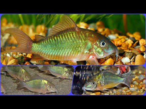 Видео: Аквариумный сомик Брохис Изумрудный Содержание Разведение и Совместимость сома Брохиса