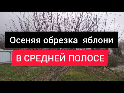Видео: Осенняя обрезка яблони в средней полосе.