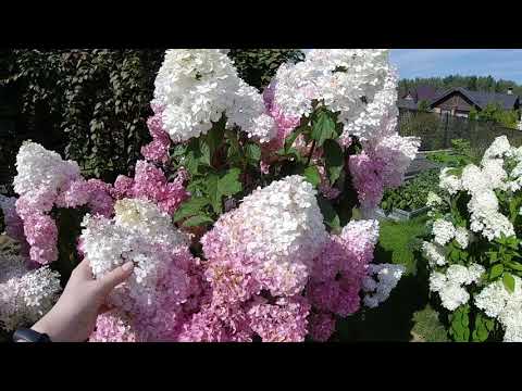 Видео: Как цветут метельчатые гортензии после осенней обрезки?