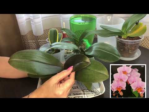 Видео: Орхидей во мхе ,полив орхидей из Азии