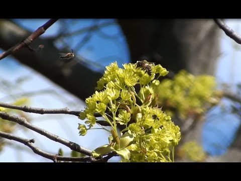 Видео: Разговоры о кленовых. Часть 2- клён остролистный.