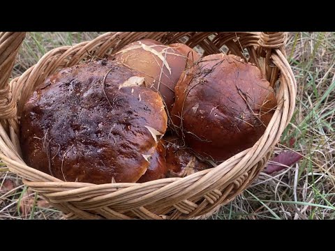 Видео: Я когда эти грибы🍄‍🟫нашел потерял дар речи,а Светлана была просто в шоке! С Праздником,полных корзин