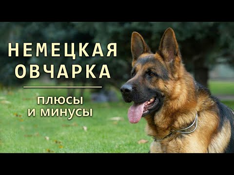 Видео: НЕМЕЦКАЯ ОВЧАРКА. Плюсы и минусы породы GERMAN SHEPHERD