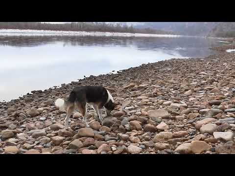 Видео: Дневник охоты . 3 серия
