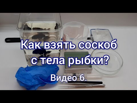Видео: Практикум по ихтиопатологии. Видео 6. Взятие соскоба с тела рыбки. Ekaterina_Ots