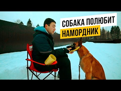 Видео: Как безопасно приучить собаку к наморднику за 3 шага!