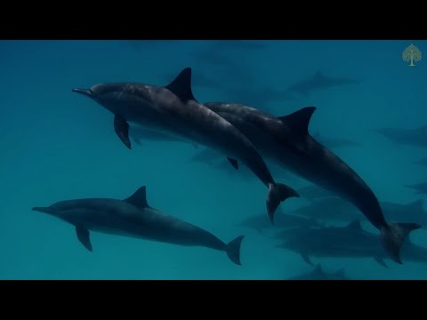 Видео: Расслабляющая Фортепианная Музыка, Подводные Кадры, Музыка Для Сна, Звуки Воды, Расслабляющая Музыка