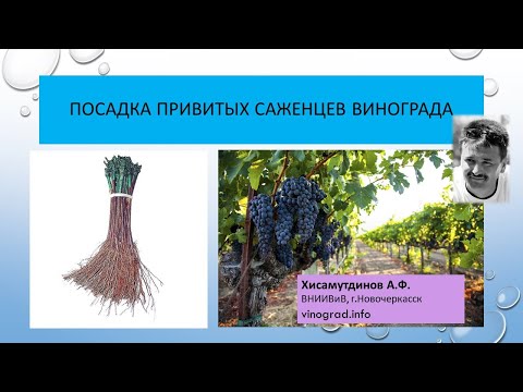 Видео: Посадка привитых саженцев винограда, канал Светлана Красохина, 2020