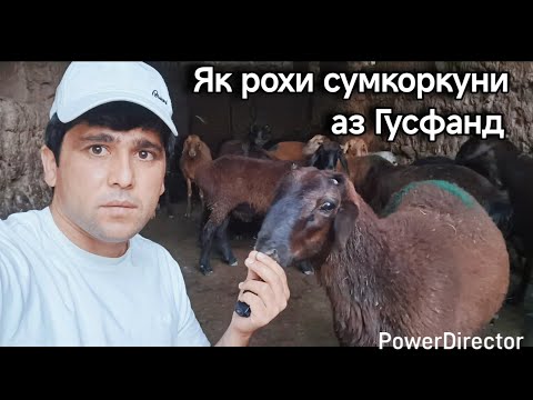 Видео: Срочно бинен: Чихел аз Гусфанд фойдаи калон гирем? 💰💰💵💵