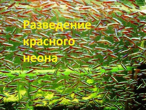 Видео: Как разводить красного неона