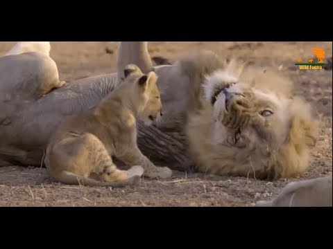 Видео: Wild Fauna / Прайд Нсэфу / 2-Изгой /Africa's Hunters