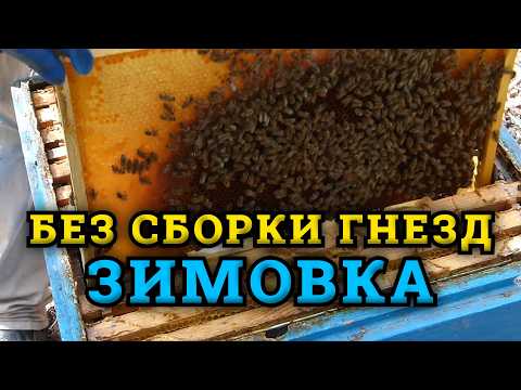Видео: Почему я не собираю гнезда в зиму