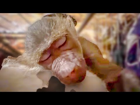 Видео: Я вернулась домой и ЧТО Я УВИДЕЛА???