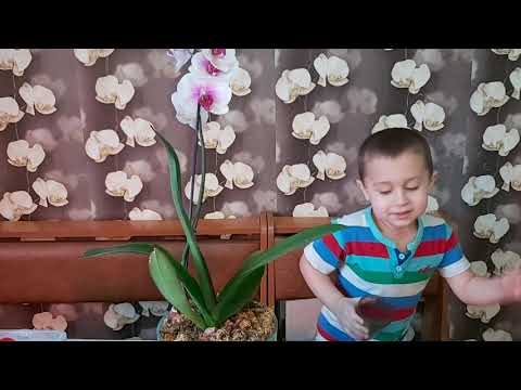 Видео: Эксклюзив! Первый полив (замачивания) орхидеи в Закрытой системе от ГЕНЕРАЛА!