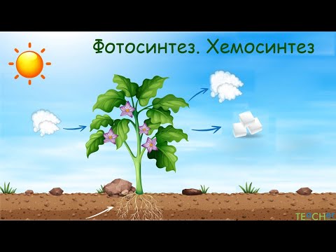 Видео: Фотосинтез. Хемосинтез