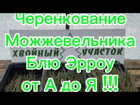Видео: 🌲Черенкование скального можжевельника Блю Эрроу от А до Я!!! 🌲