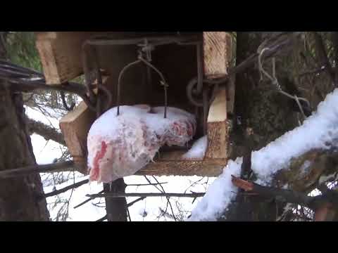 Видео: Проверка капканов.