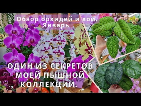 Видео: Хотите свисающие каскады орхидей?Есть один секрет! Обзор цветения продолжается.Январь.Хойи-гиганты.