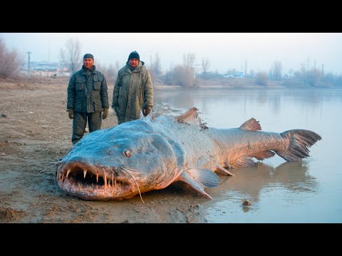 Видео: Вот почему сомы в Чернобыльской зоне отчуждения растут такими огромными!