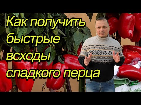 Видео: Собрались сеять сладкий перец? Посмотрите это видео до посева!