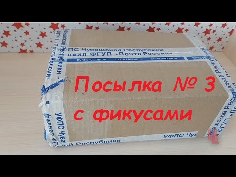 Видео: распаковка посылки №3 с фикусами | комнатные растения почтой | пополнение коллекции