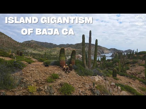 Видео: Самый высокий в мире ферокактус растет на необитаемом острове в море Кортеса.