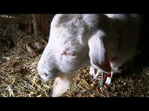 Видео: Окот - только без паники!