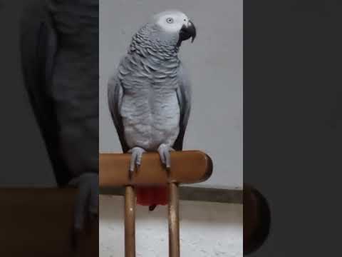 Видео: Орюша / от слова орёл или орать/ пришла и говорит