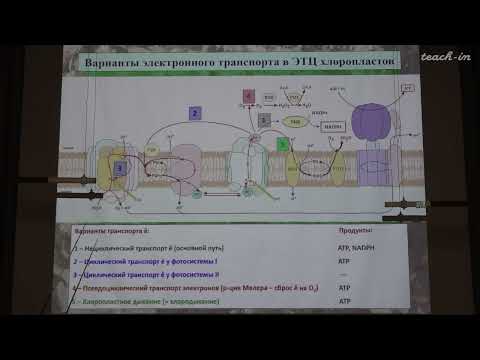 Видео: Константинова С.В. - Физиология и биохимия растений - 8. Темновая фаза фотосинтеза