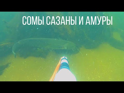 Видео: Подводная охота летом. Глубина 3м. Сом, сазаны, амур.